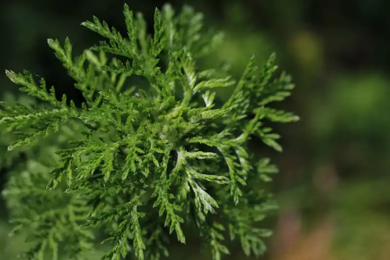 L&rsquo;artemisia annua : les vertus de l&rsquo;armoise annuelle