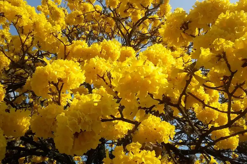 Lapacho : les vertus de l&rsquo;arbre Sacré d&rsquo;Amérique du sud