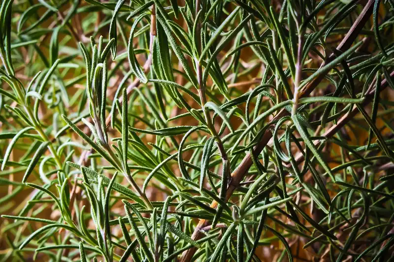 Romarin : Bienfaits de cette Herbe Aromatique