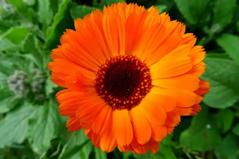 Le Souci Calendula officinalis : Bienfaits et Utilisations