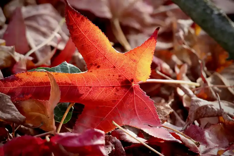 Les feuilles de vigne rouge : 5 propriétés pour la circulation sanguine